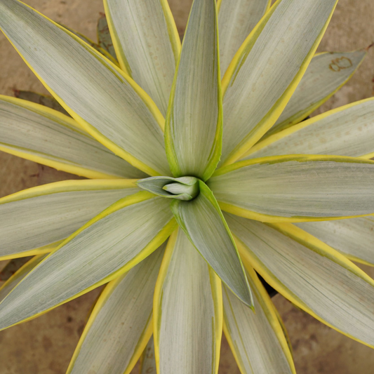 Agave Galactic Traveller