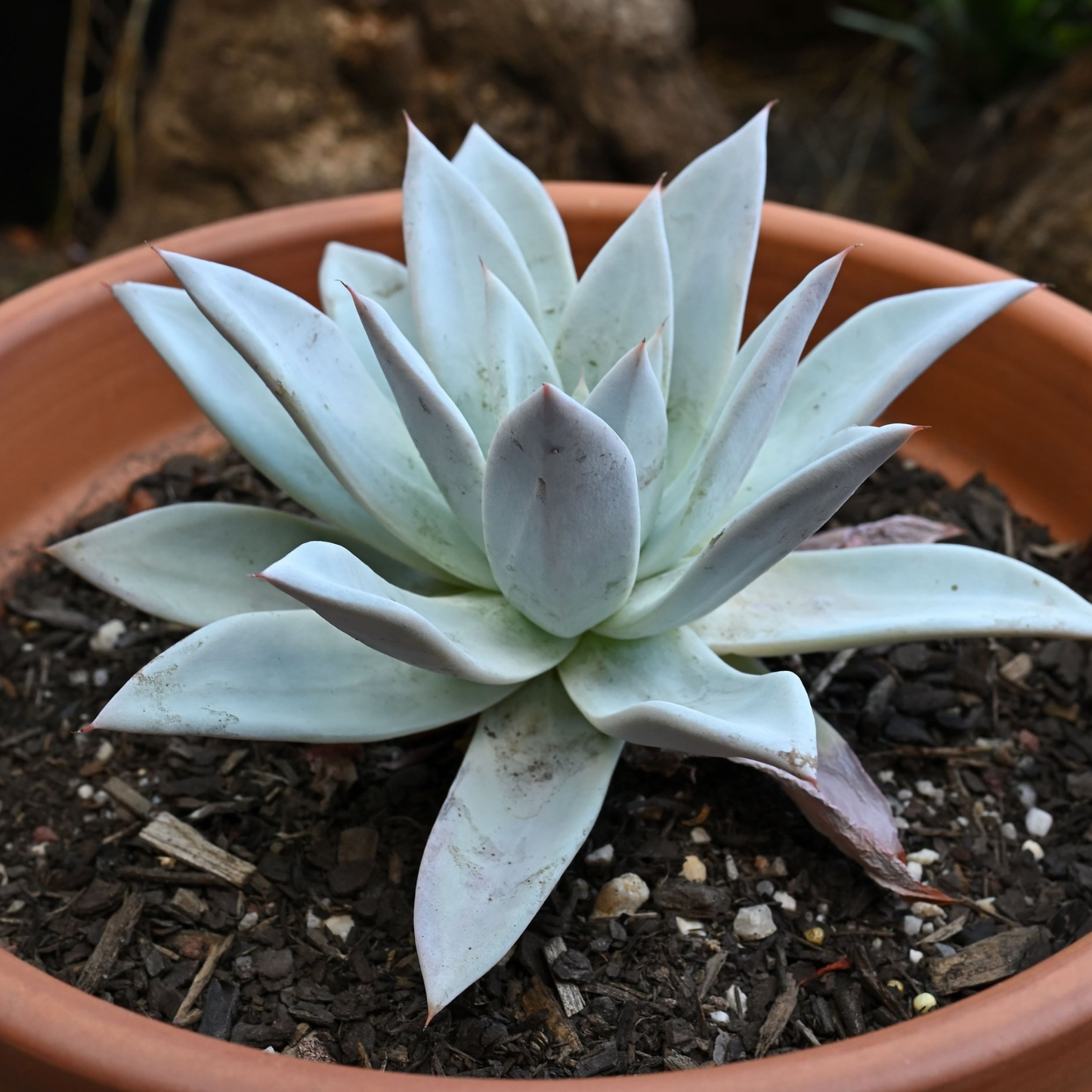 Echeveria Mexican Giant