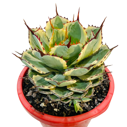 Agave Kissho Kan Variegated