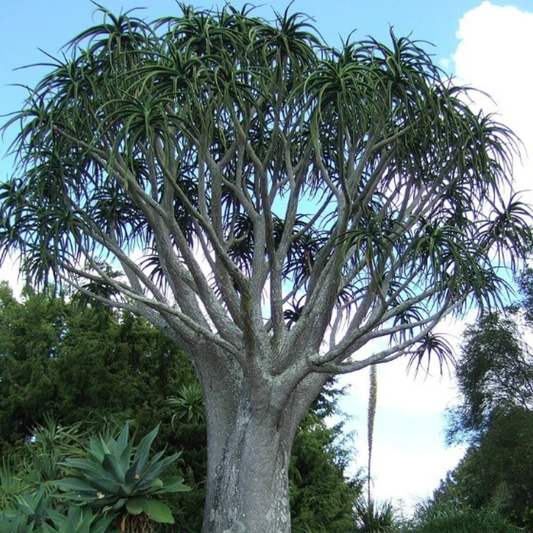 Aloe barberae (Tree Aloe)