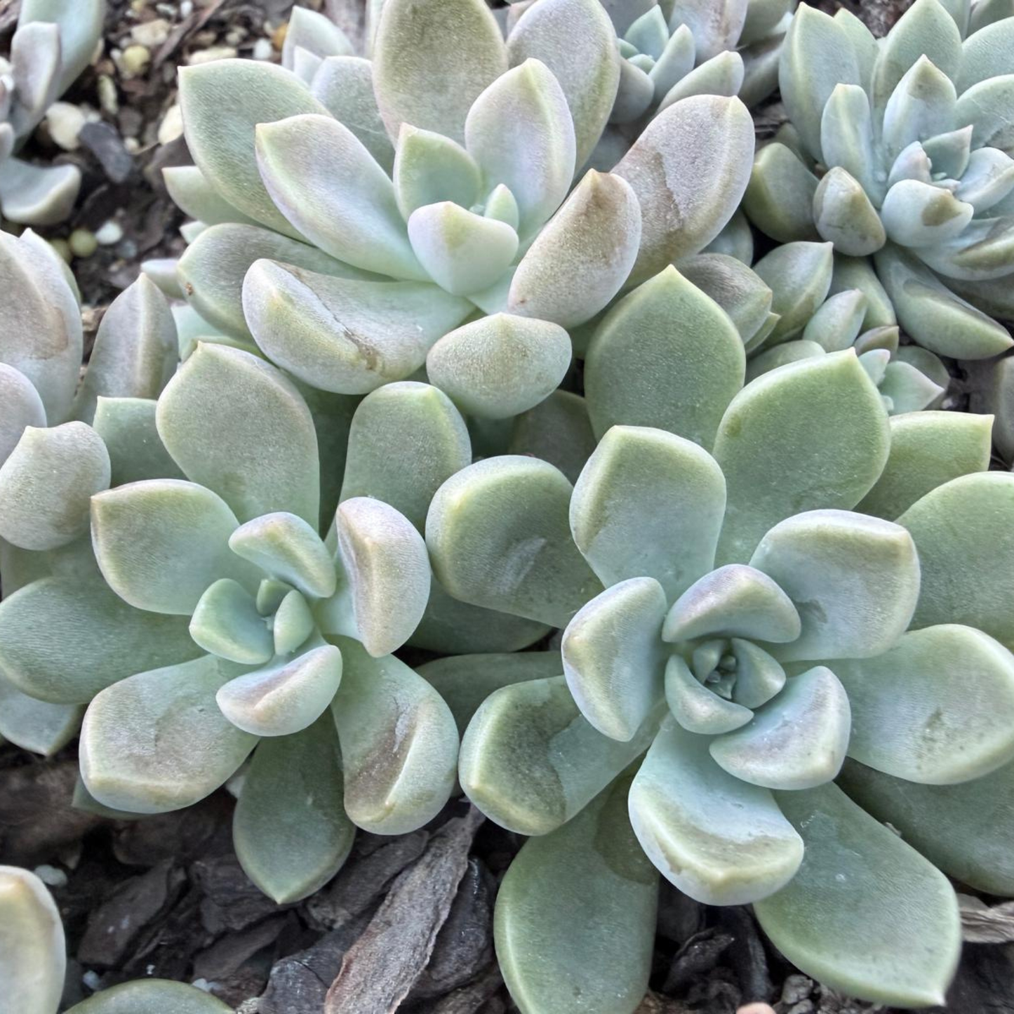 Graptoveria Portia