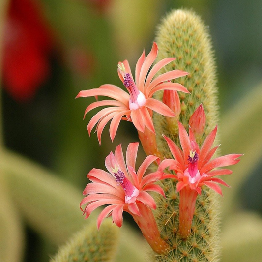 Golden Rat Tail Cacti -Cleistocactus Winteri