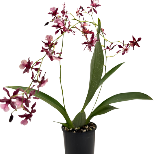 Oncidium Orchid(Jairak Fragrance Bordeaux)