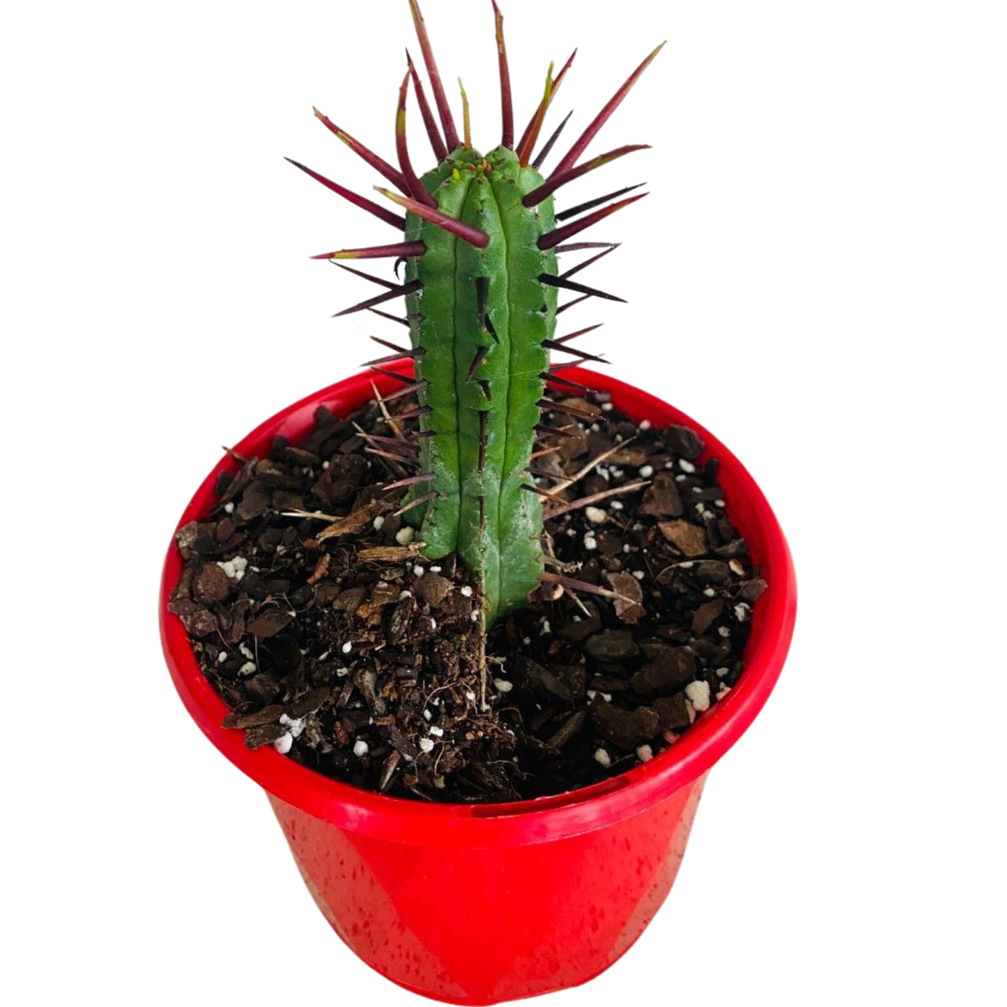Euphorbia Enopla 130mm