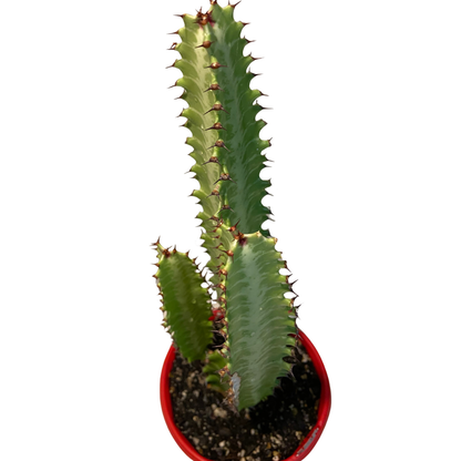 Euphorbia Trigona Green - Cutting