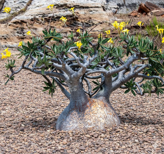 Pachypodium Yellow