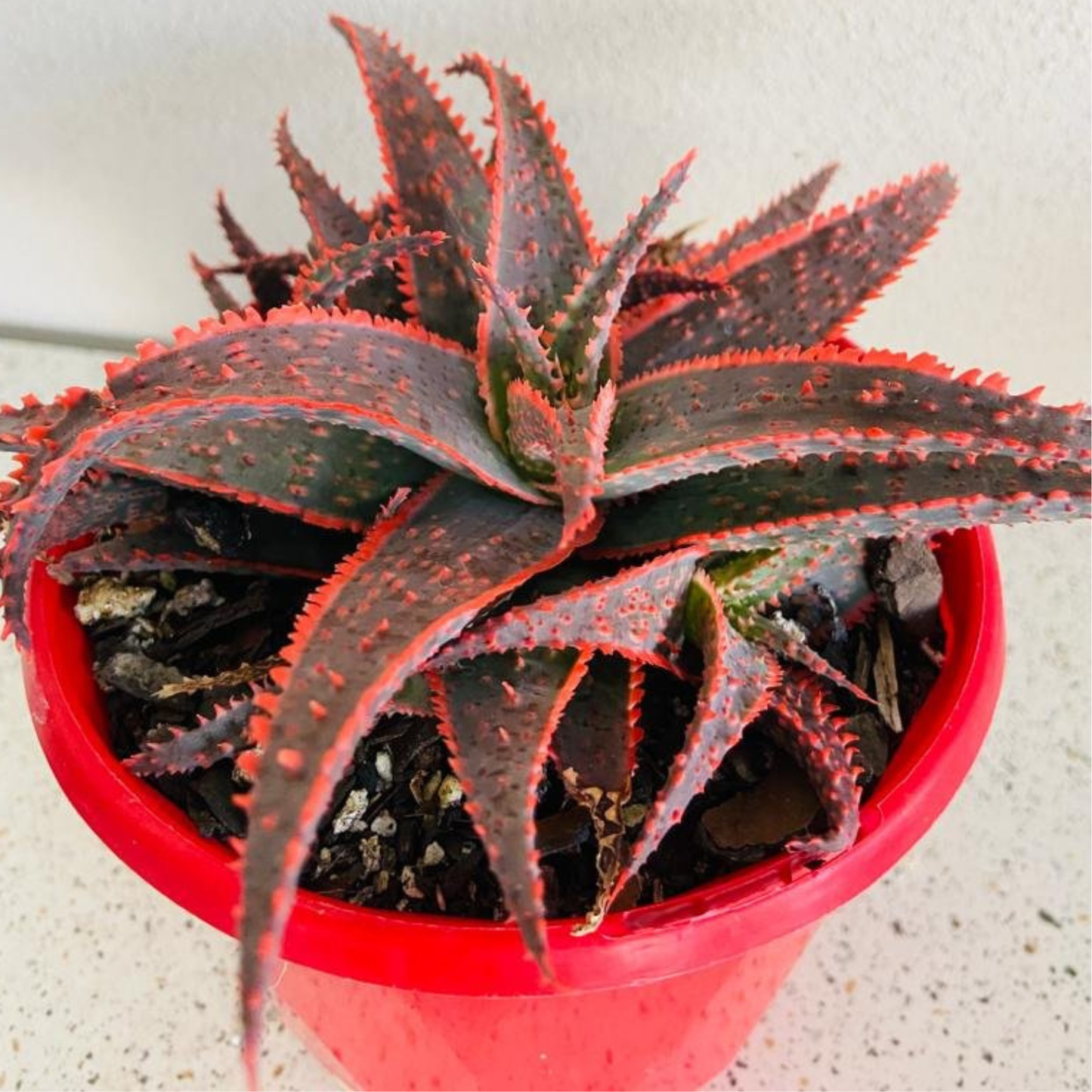 Aloe Hybrid Christmas Carol  130mm