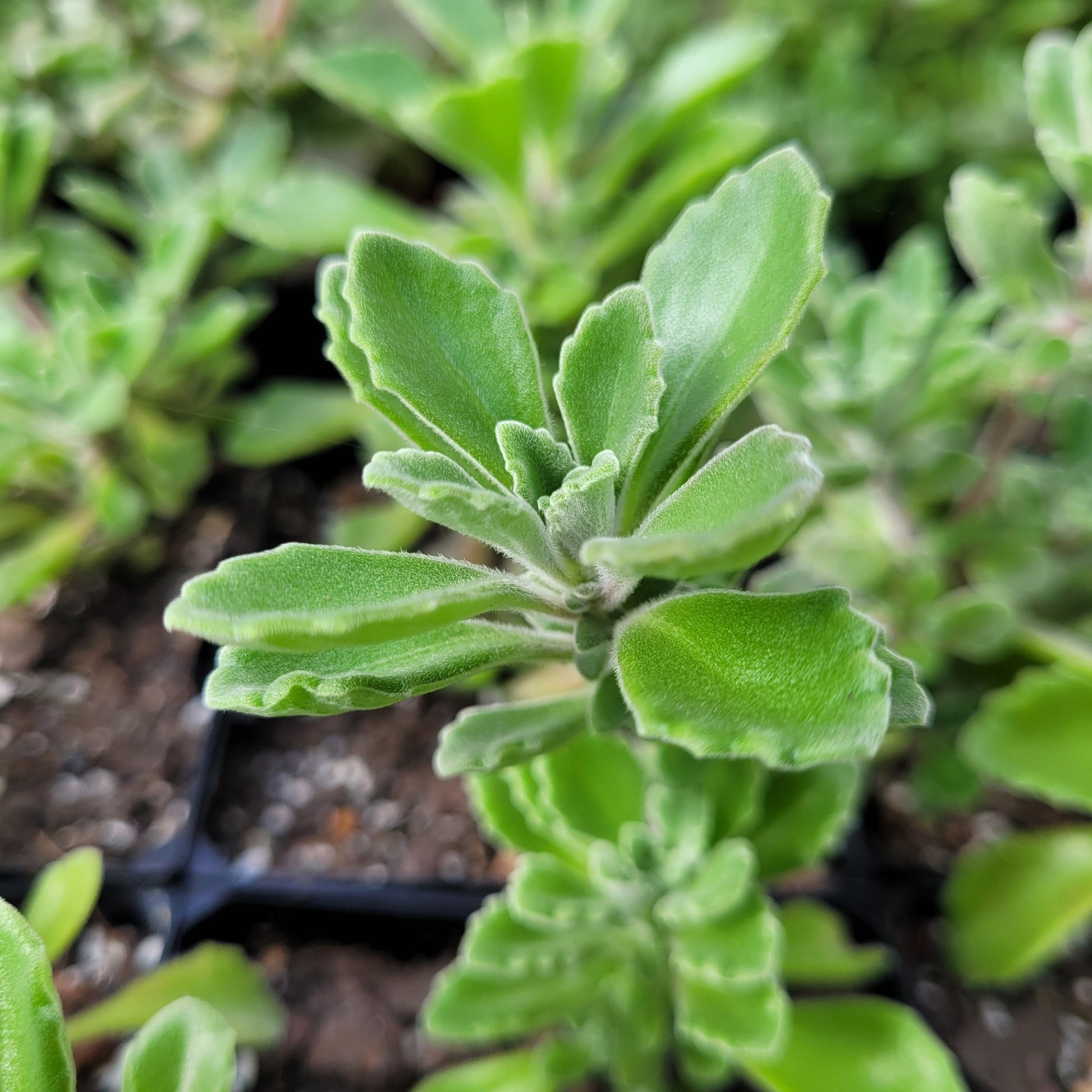 vicks plant indoor Buy Vicks Plant Plectranthus tomentosa