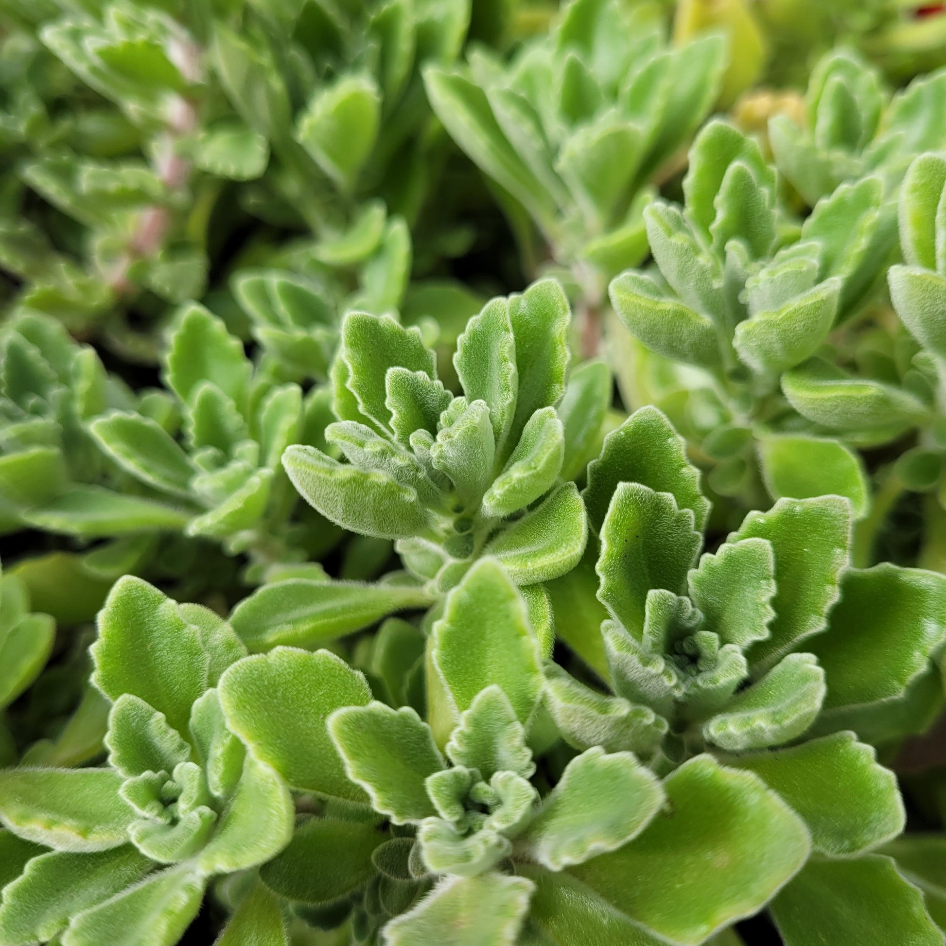 vicks plant succulent Buy Vicks Plant Plectranthus tomentosa