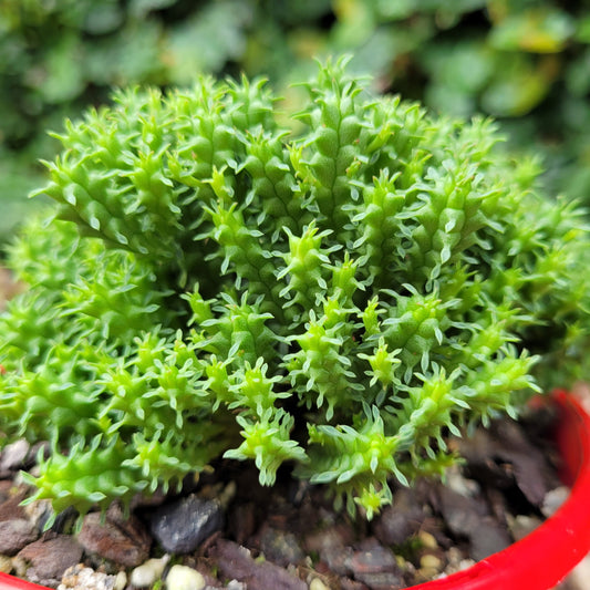 Euphorbia Mammillarias CV Minima-130mm