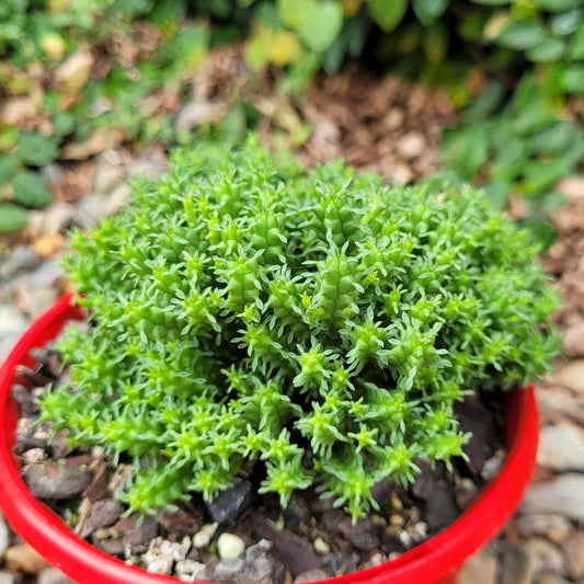 Euphorbia Mammillarias CV Minima-130mm