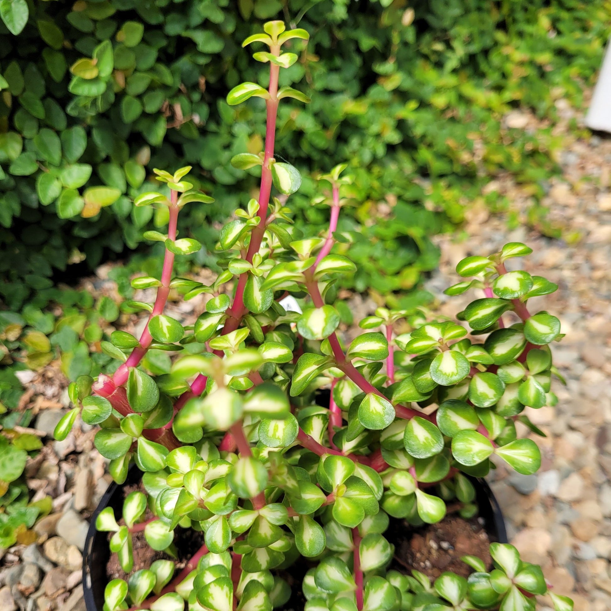portulacaria afra australia Buy Portulacaria Jade