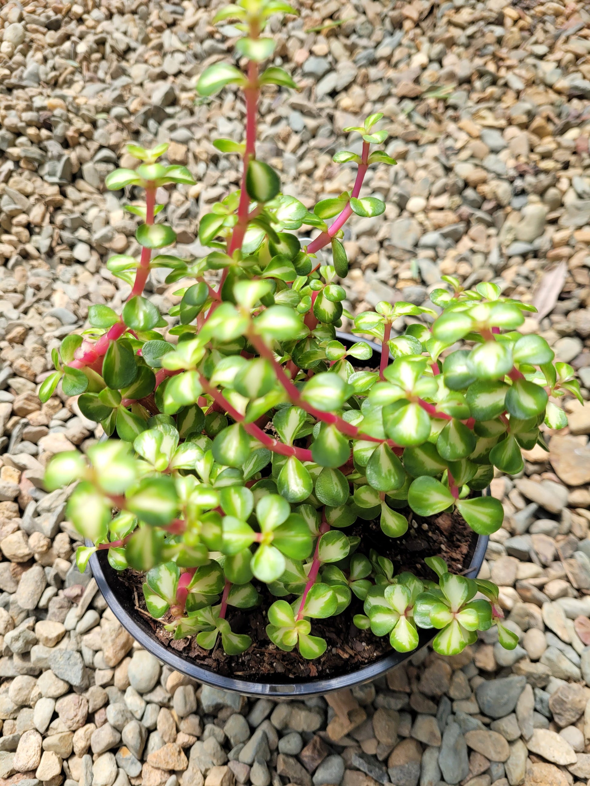 jade plant australia Buy Portulacaria Jade