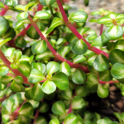 jade plant red stem Buy Portulacaria Jade