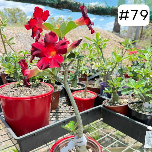 Desert Rose - Adenium Obesum- Grafted #79 and #110 Double