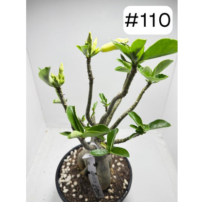 Desert Rose - Adenium Obesum- Grafted #79 and #110 Double