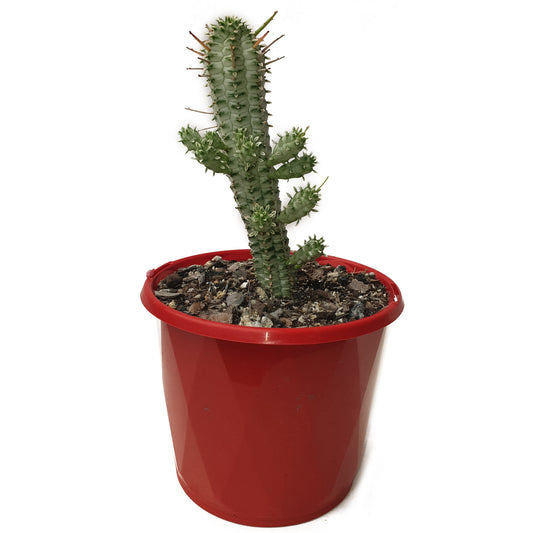 Euphorbia Mammillaris Variegated-130mm