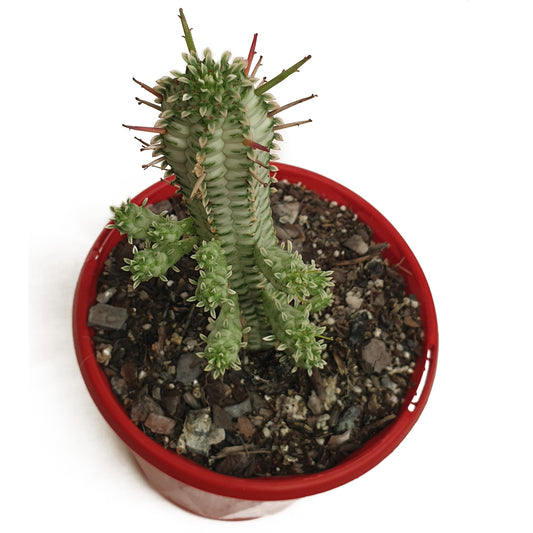 Euphorbia Mammillaris Variegated-130mm