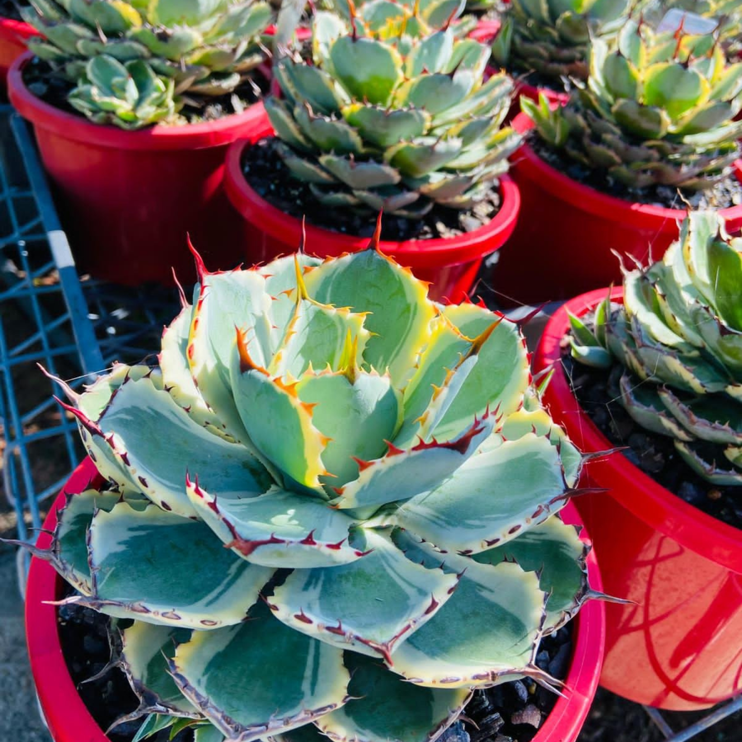 Agave Kissho Kan Variegated