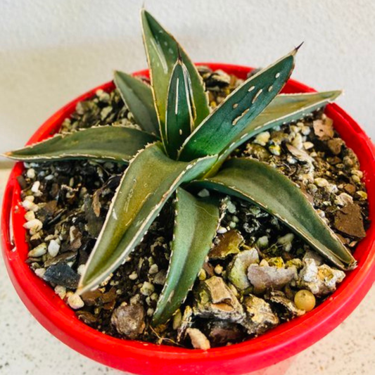 Agave Nickelsiae 130mm