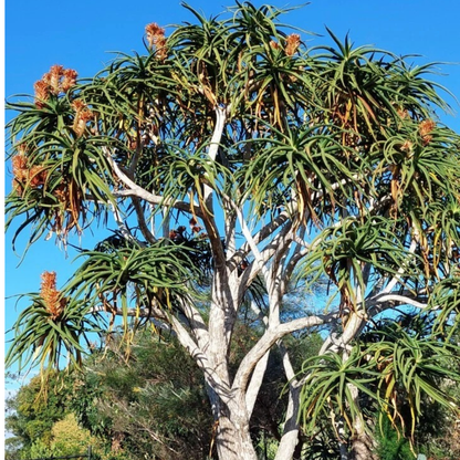 Aloe barberae (Tree Aloe)