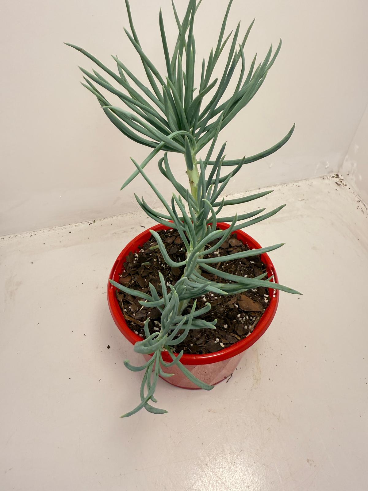 Mermaid Tail : Crested Senecio Talinoides - Narrow Leaf Chalk Stick #513