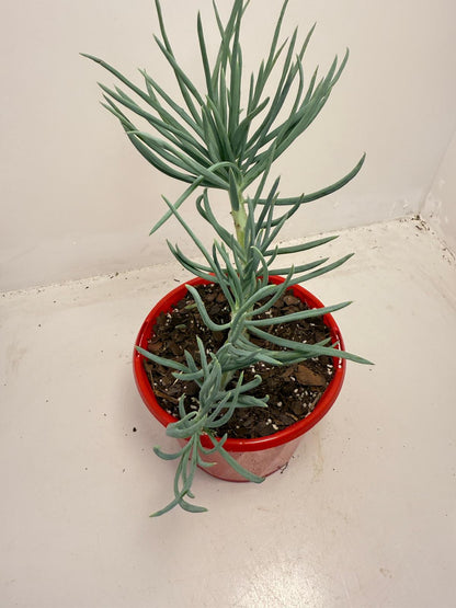 Mermaid Tail : Crested Senecio Talinoides - Narrow Leaf Chalk Stick #513