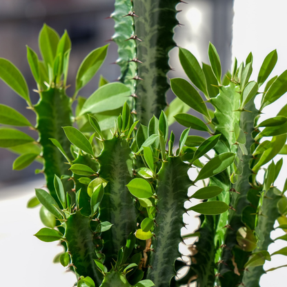 Euphorbia Trigona Green - Cutting