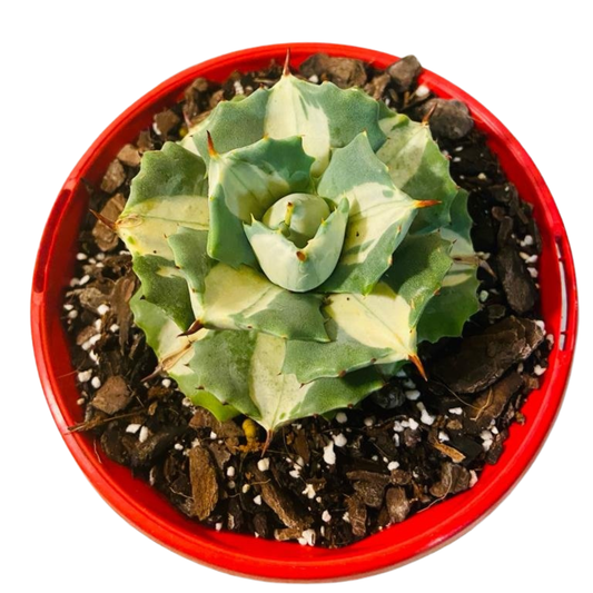 Agave Isthmensis Oji Raijin 130mm