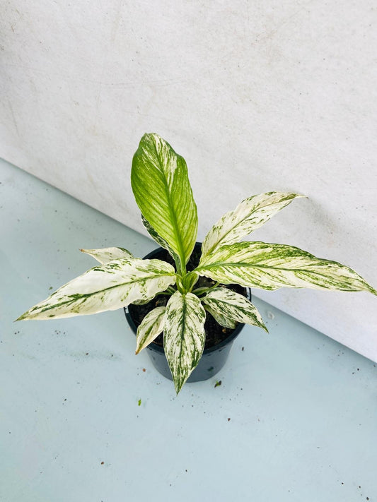 Spathiphyllum Sensation Variegated  100mm