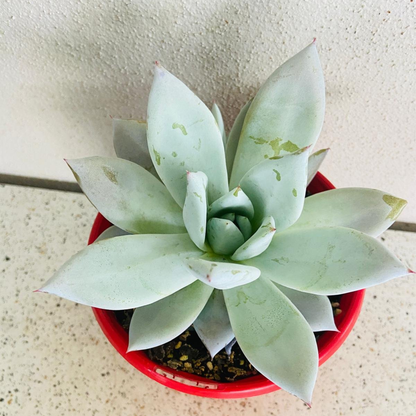 Echeveria Mexican Giant