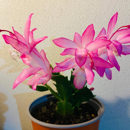 Zygocactus ‘Caroline’
