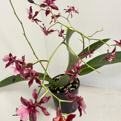 Oncidium Orchid(Jairak Fragrance Bordeaux)