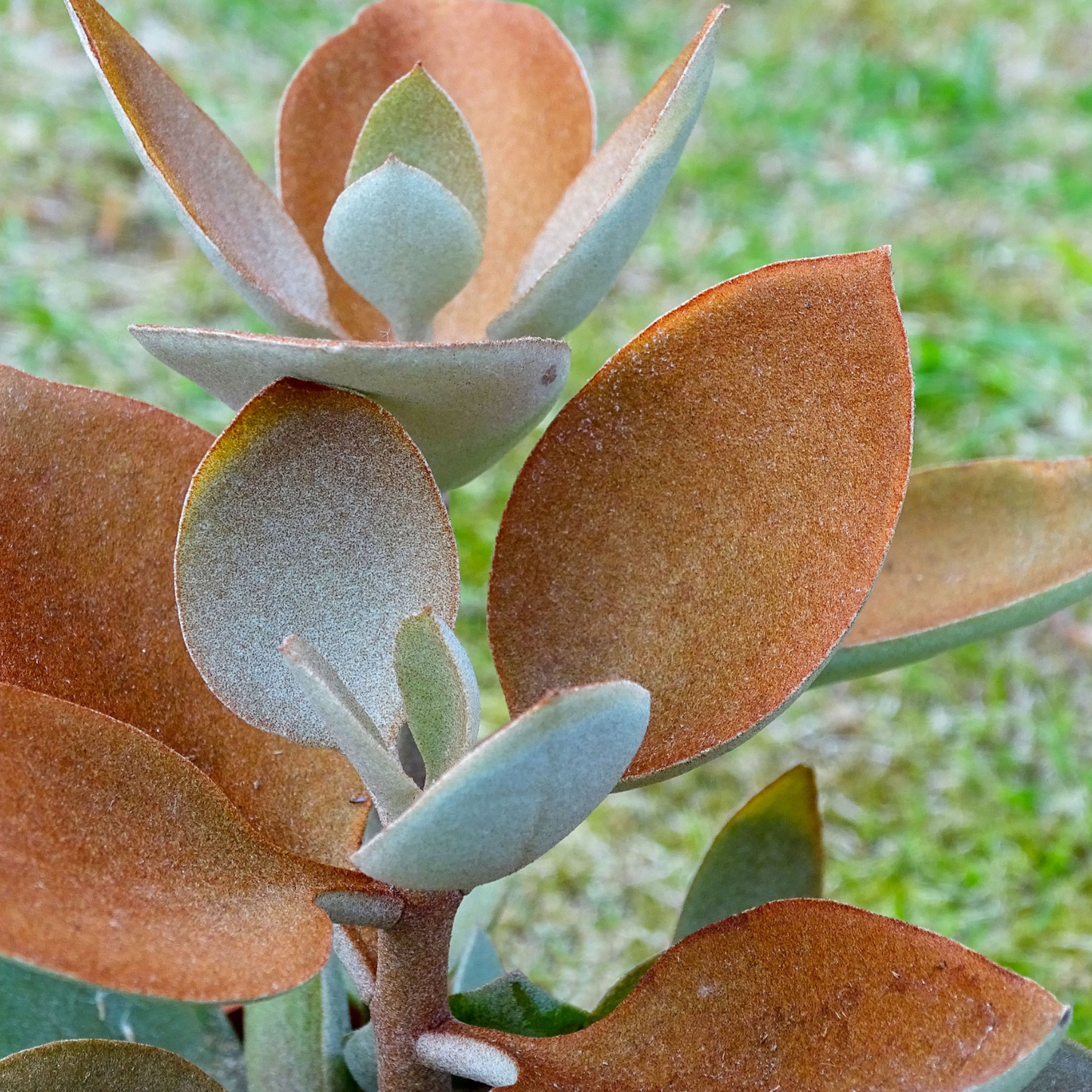 Kalanchoe Orgyalis Copper Spoons