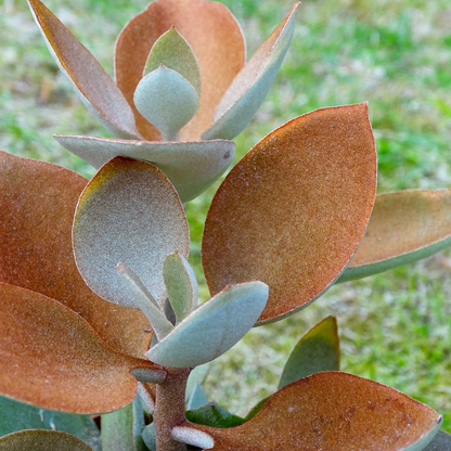 Kalanchoe Orgyalis Copper Spoons