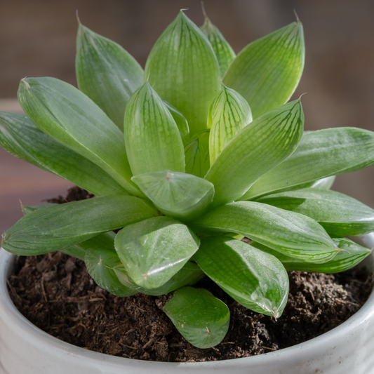 Haworthia Cymbiformis
