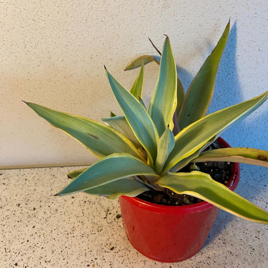 Agave Galactic Traveller