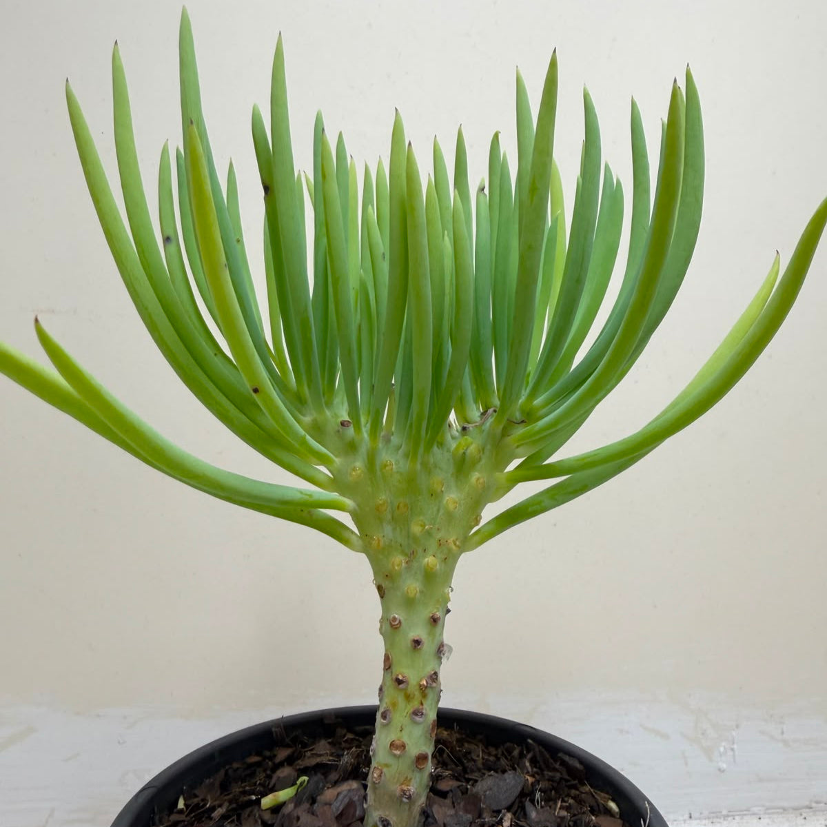 Mermaid Tail : Crested Senecio Talinoides - Narrow Leaf Chalk Stick #1001