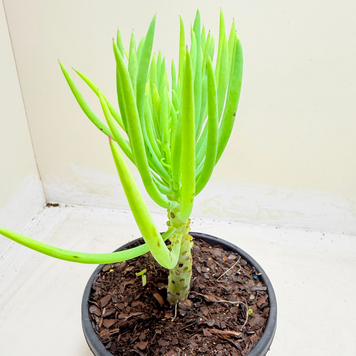 Mermaid Tail : Crested Senecio Talinoides - Narrow Leaf Chalk Stick #1008