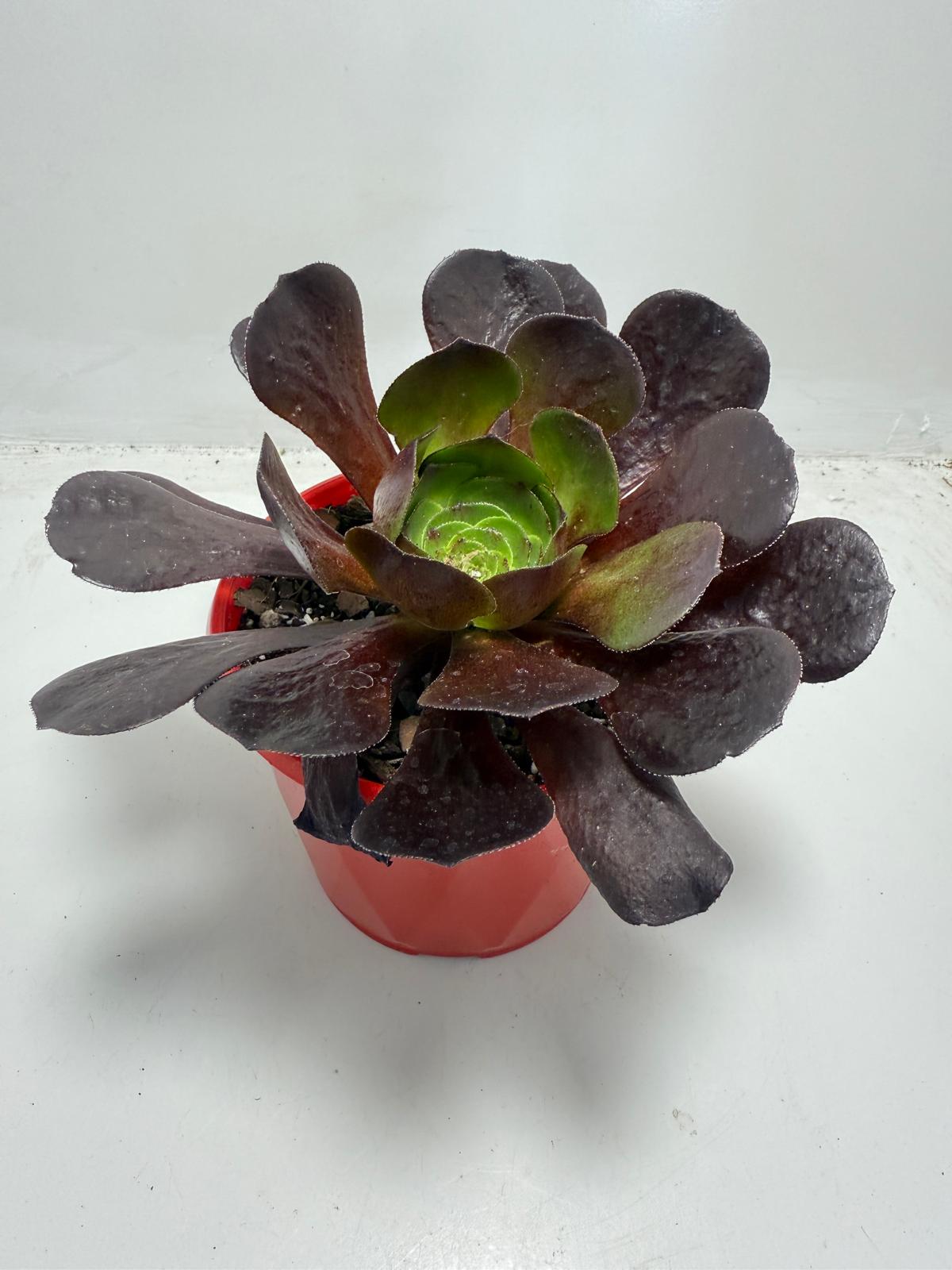 Semponium ‘Destiny’ – Unique Rosette Succulent | 130mm