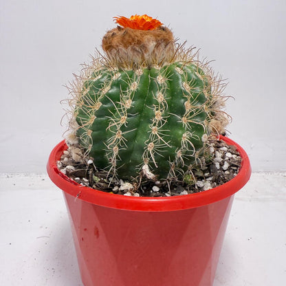 Parodia tuberculata 130mm– Low-Growing Desert Cactus for Pots and Rock Gardens