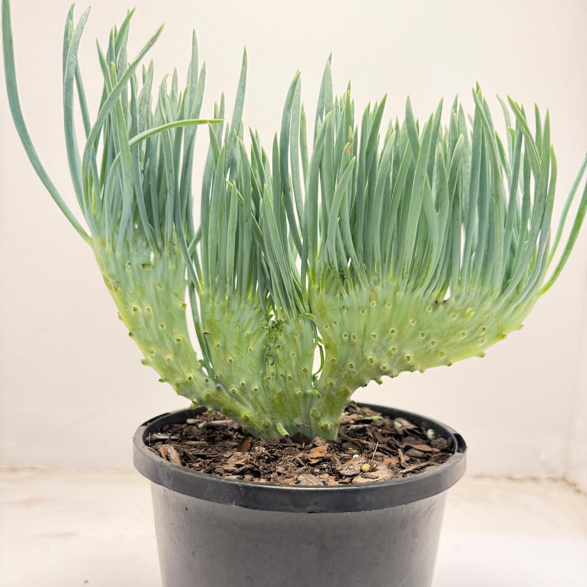 Mermaid Tail : Crested Senecio Talinoides - Narrow Leaf Chalk Stick #704