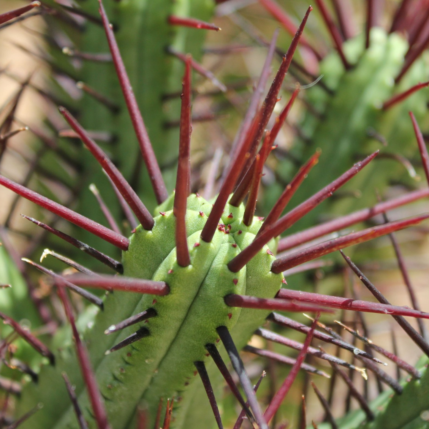 Euphorbia Enopla 130mm