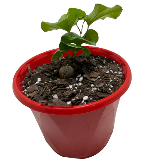 Dioscorea elephantipes - Elephant's Foot 130mm