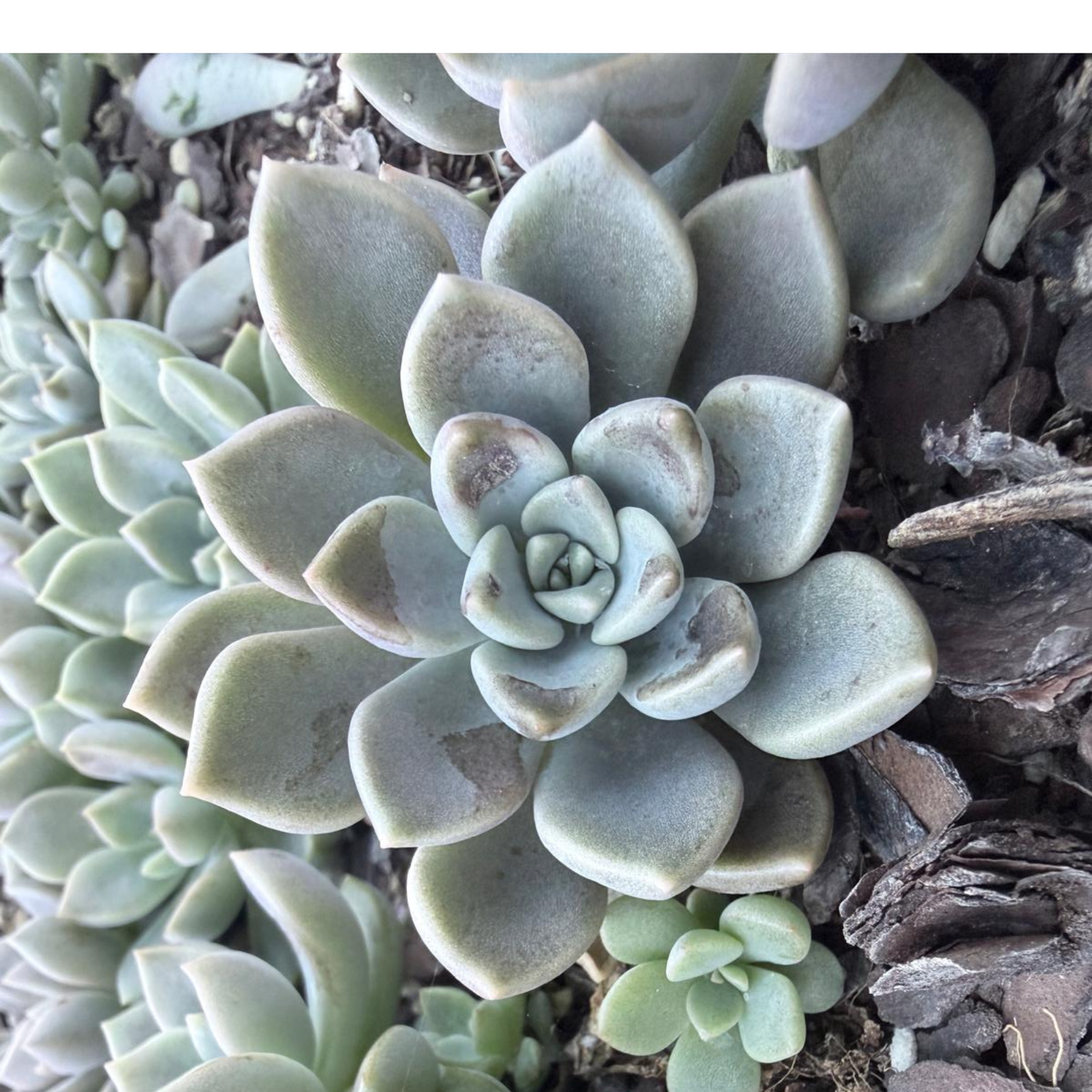 Graptoveria Portia