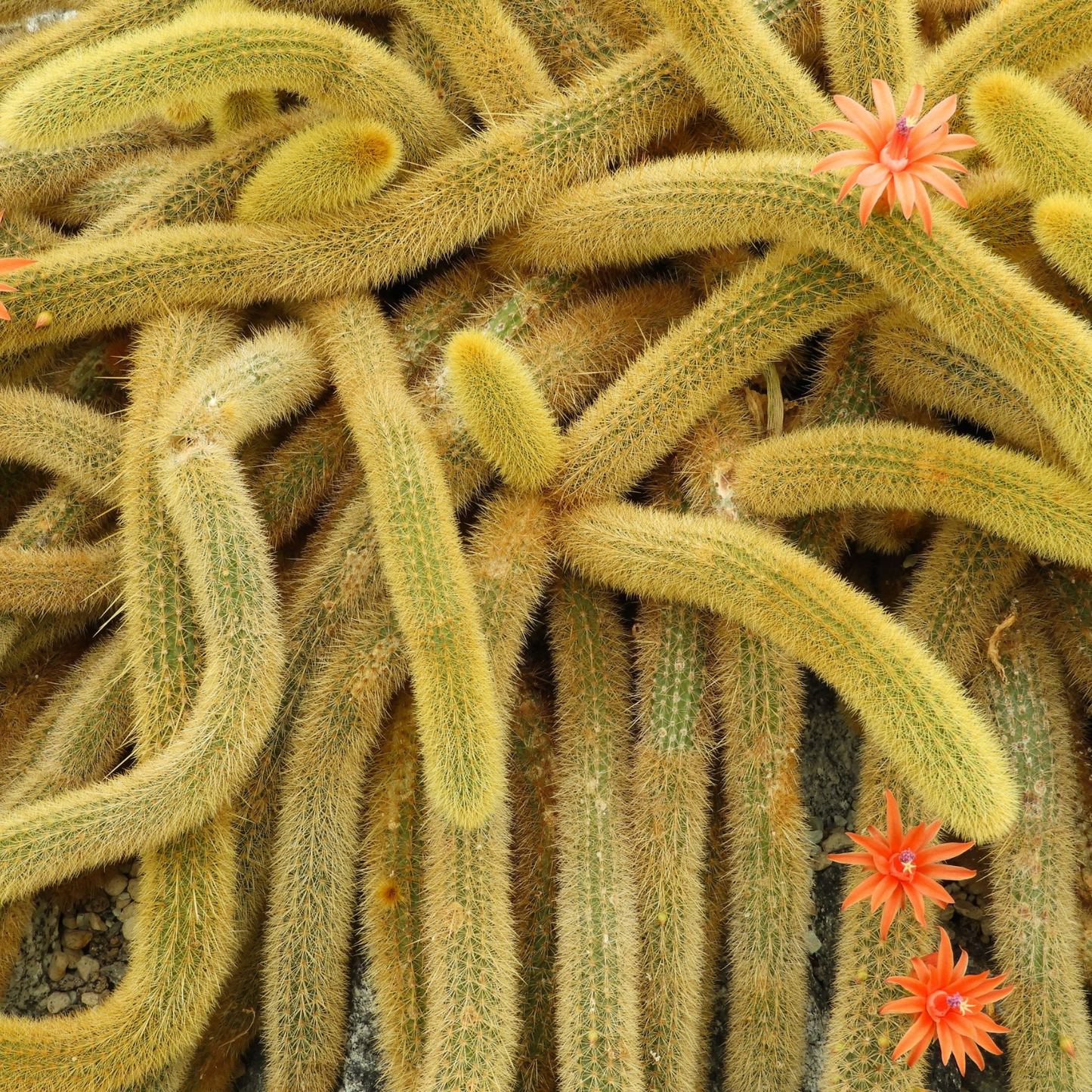 Golden Rat Tail Cacti -Cleistocactus Winteri