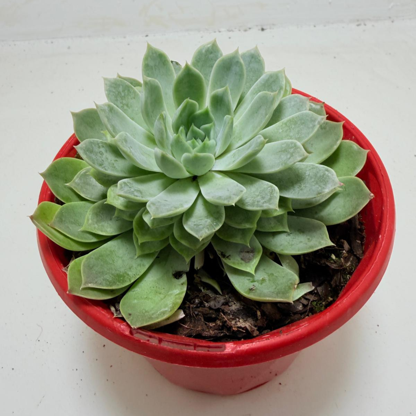 Echeveria Lilac Dream- 130mm pot size