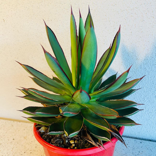 Agave Burnt Burgundy