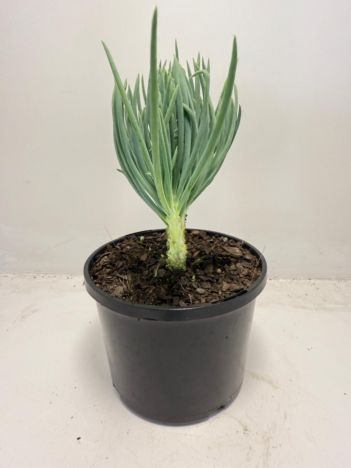 Mermaid Tail : Crested Senecio Talinoides - Narrow Leaf Chalk Stick #510