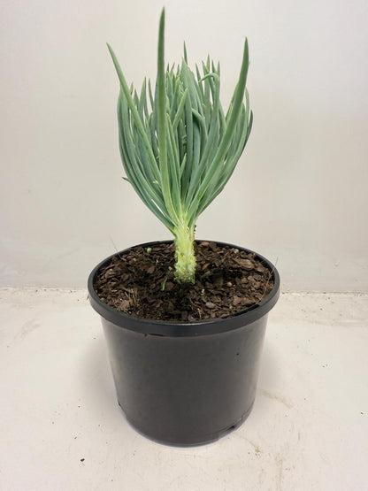 Mermaid Tail : Crested Senecio Talinoides - Narrow Leaf Chalk Stick #510
